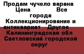 Продам чучело варана. › Цена ­ 15 000 - Все города Коллекционирование и антиквариат » Другое   . Калининградская обл.,Светловский городской округ 